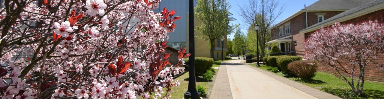 Bushes blooming in front of Mountain One Student Wellness Center
